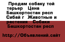 Продам собаку той-терьер › Цена ­ 1 000 - Башкортостан респ., Сибай г. Животные и растения » Собаки   . Башкортостан респ.